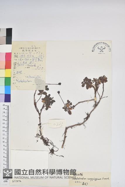 彎柱杜鵑藏品圖，第1張