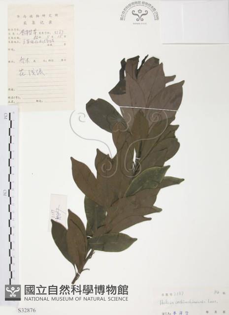 紅葉樹藏品圖，第1張