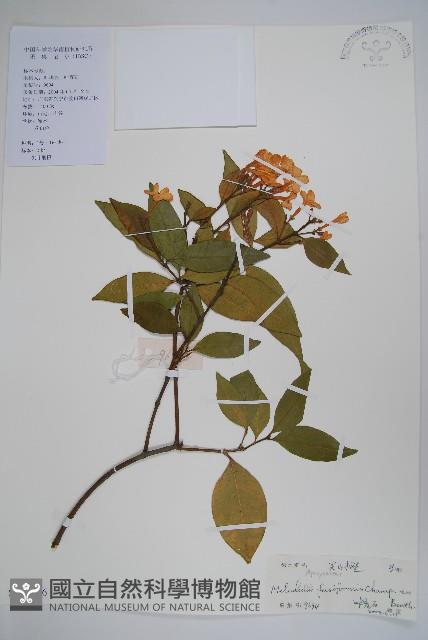 尖山橙藏品圖，第1張