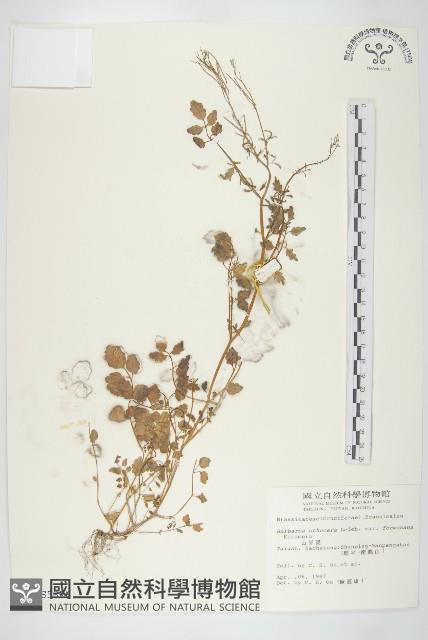 山芥菜藏品圖，第1張