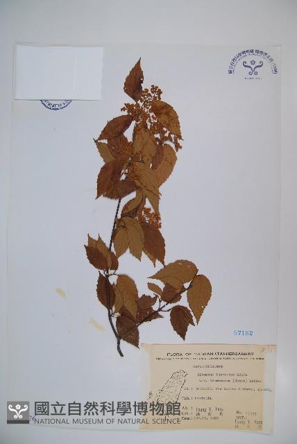 紅子莢迷藏品圖，第1張