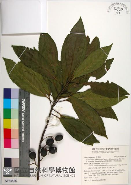 球果杜英、早田氏杜英藏品圖，第1張