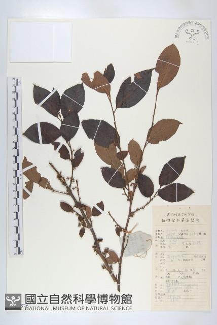 黑棗、君遷子藏品圖，第1張