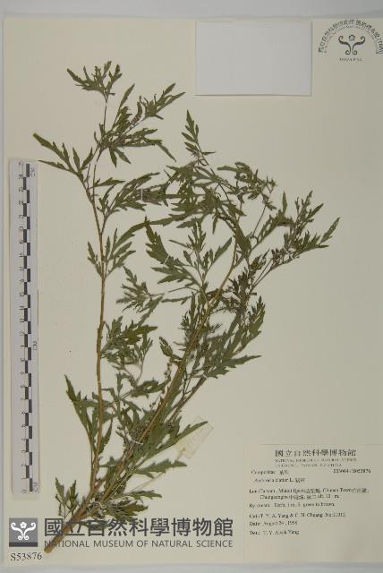 Common ragweed Collection Image, Figure 1, Total 2 Figures