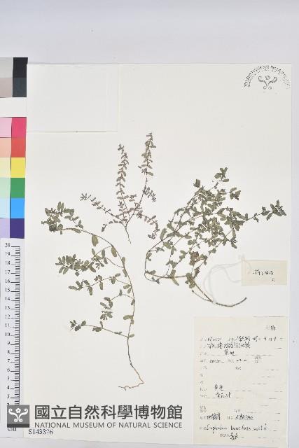 地錦藏品圖，第1張