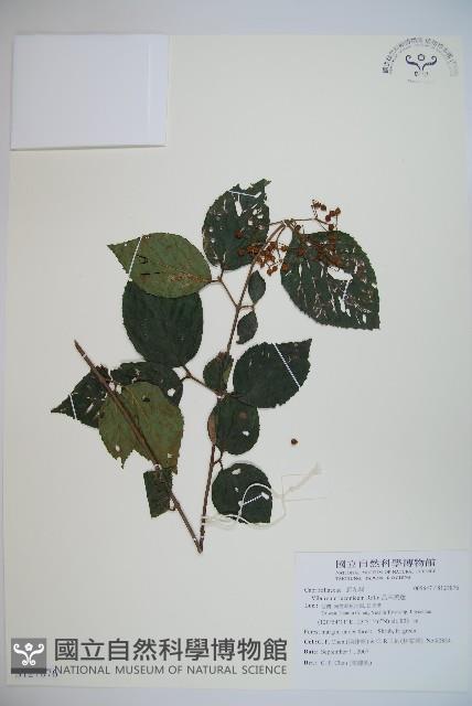 呂宋莢迷藏品圖，第1張