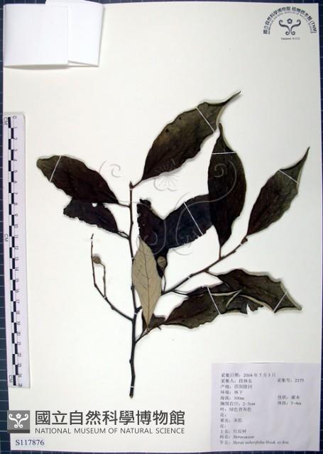 紅皮、葉下白、赤仔尾藏品圖，第1張