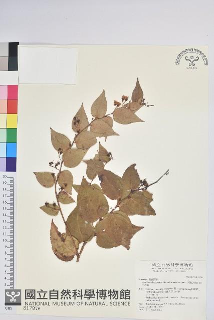 白珠樹藏品圖，第1張