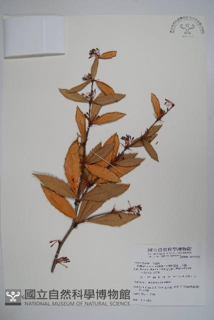 清水山小檗藏品圖，第1張