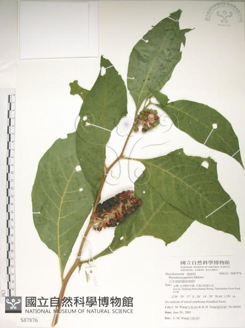 日本商陸、圓果商陸藏品圖，第1張