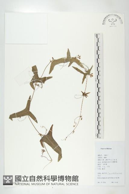 茅瓜藏品圖，第1張