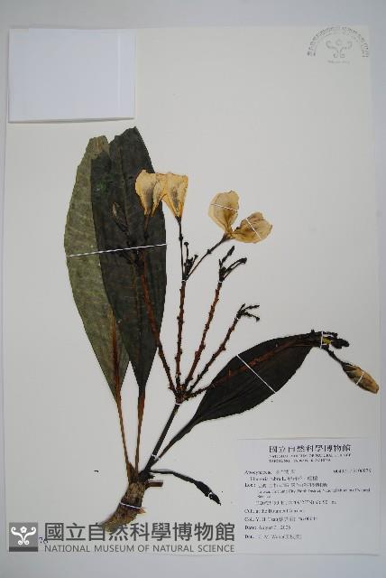 雞蛋花、緬梔藏品圖，第1張