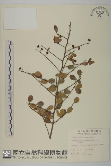 刺裸實、變葉裸實藏品圖，第1張