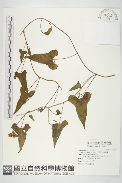 菜欒藤藏品圖，第1張