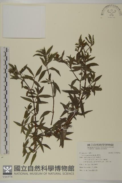 鱧腸藏品圖，第1張