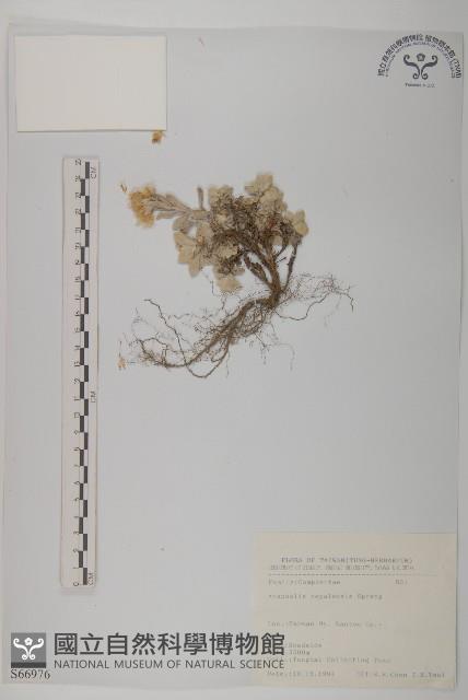 尼泊爾籟簫藏品圖，第1張