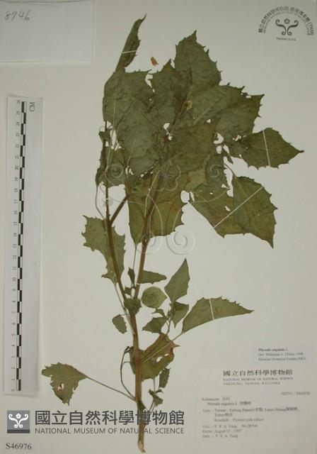 燈籠草藏品圖，第1張