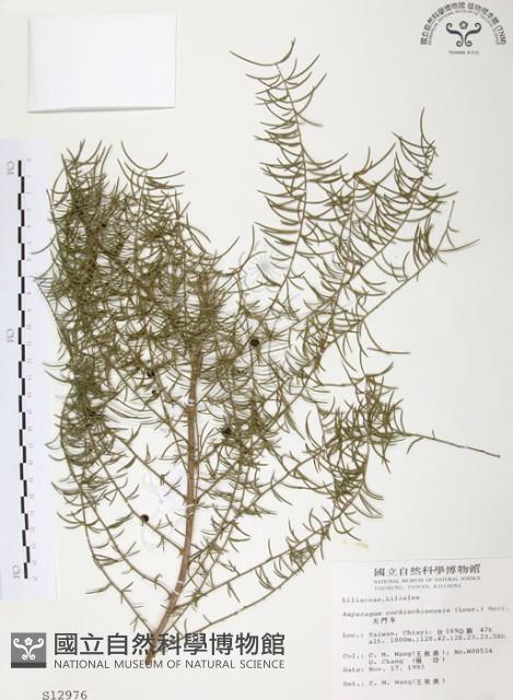 天門冬藏品圖，第1張