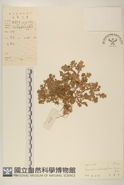 線球菊、田基黃藏品圖，第1張