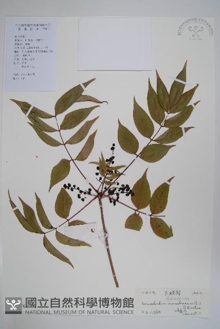 野漆、木臘樹藏品圖，第1張