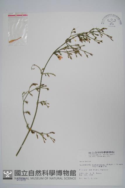 長花九頭獅子草、山藍藏品圖，第1張