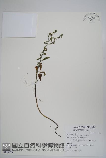 盾果草藏品圖，第1張