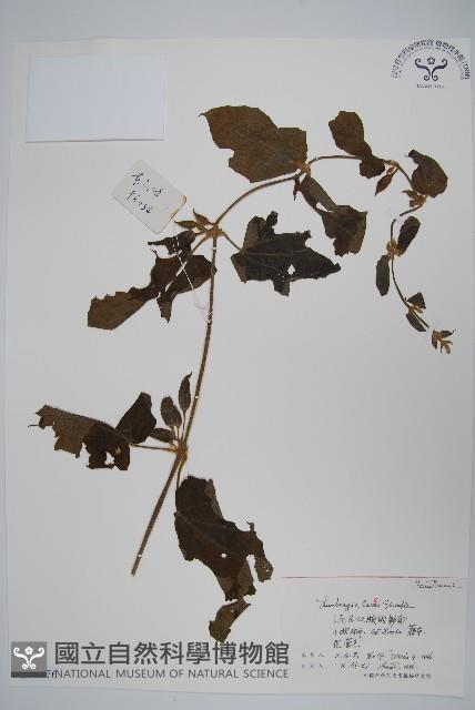 登錄號:S055976藏品圖，第1張