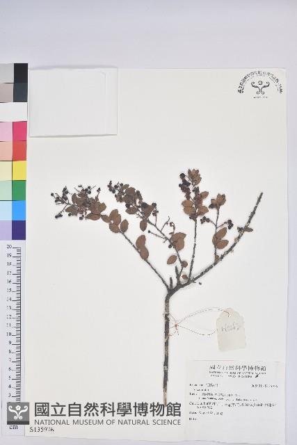 登錄號:S135976藏品圖，第1張