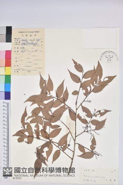 短尾越橘藏品圖，第1張