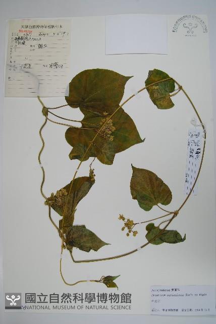 牛皮消藏品圖，第1張