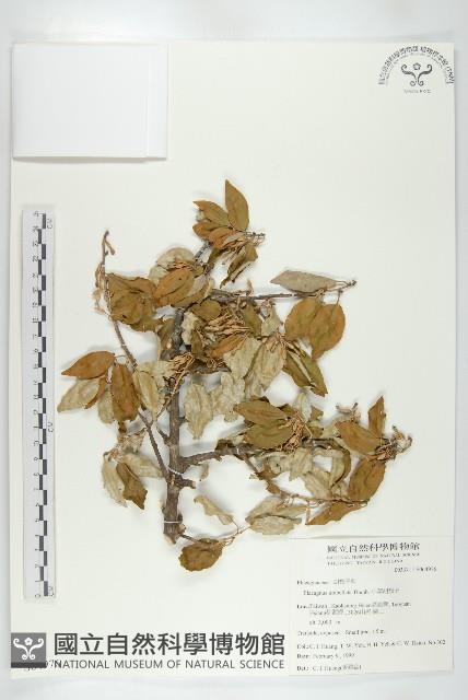 小葉胡頹子藏品圖，第1張