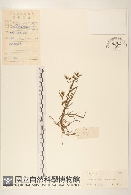 齒緣苦實藏品圖，第1張