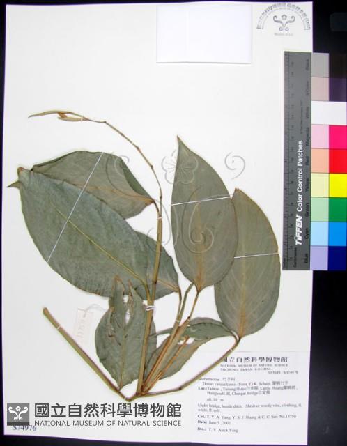 蘭嶼竹芋藏品圖，第1張