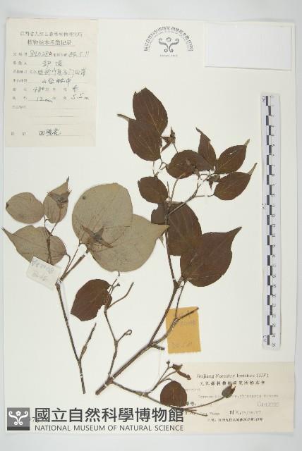 四照花、山荔枝藏品圖，第1張