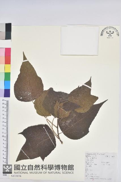 小果野桐藏品圖，第1張