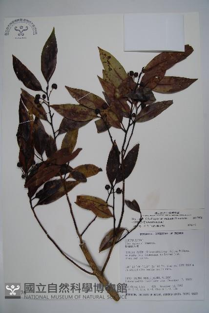 松田氏冬青藏品圖，第1張