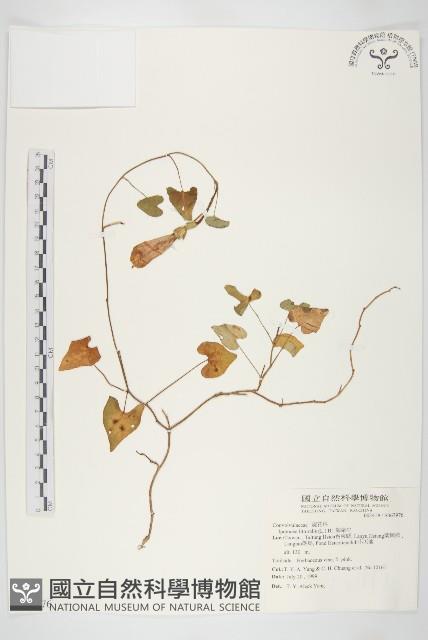 海牽牛藏品圖，第1張