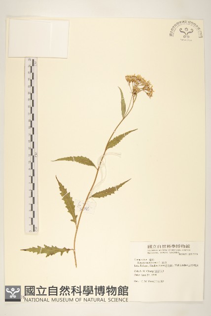 黃菀藏品圖，第1張