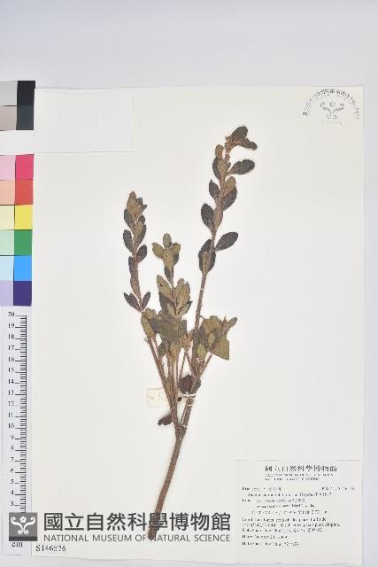 紅毛杜鵑藏品圖，第1張