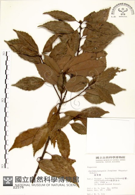青剛櫟藏品圖，第1張
