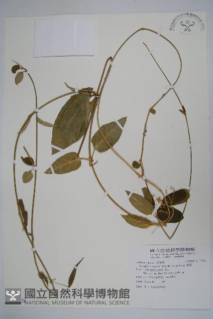 鷗蔓藏品圖，第1張