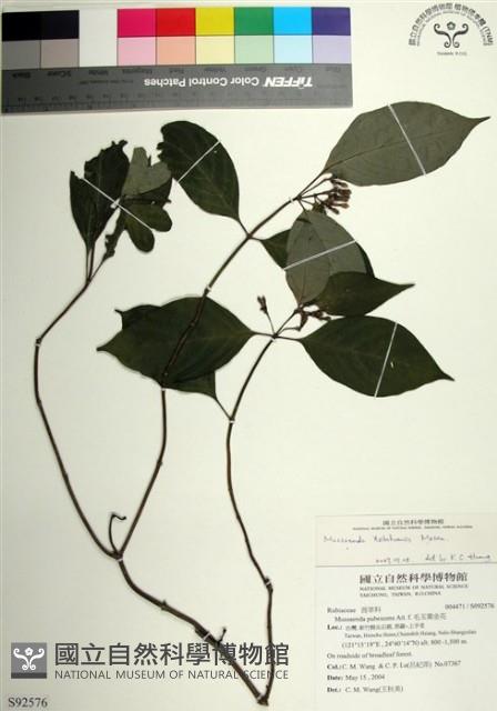 台北玉葉金花藏品圖，第1張