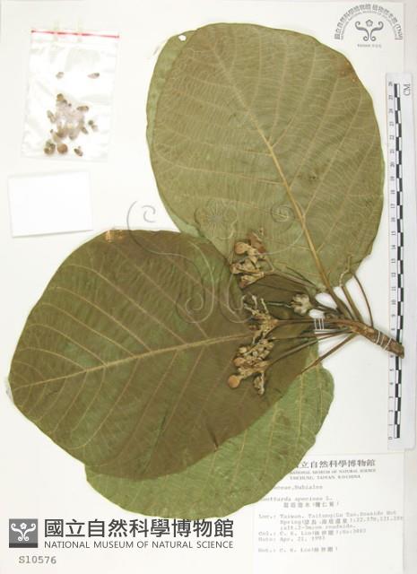 葛塔德木、欖仁舅藏品圖，第1張