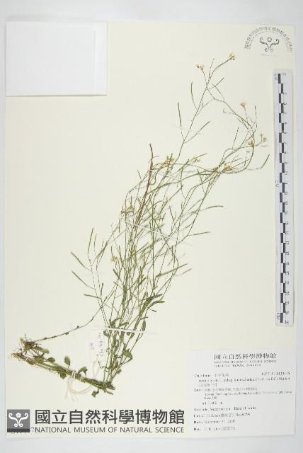 玉山筷子芥藏品圖，第1張