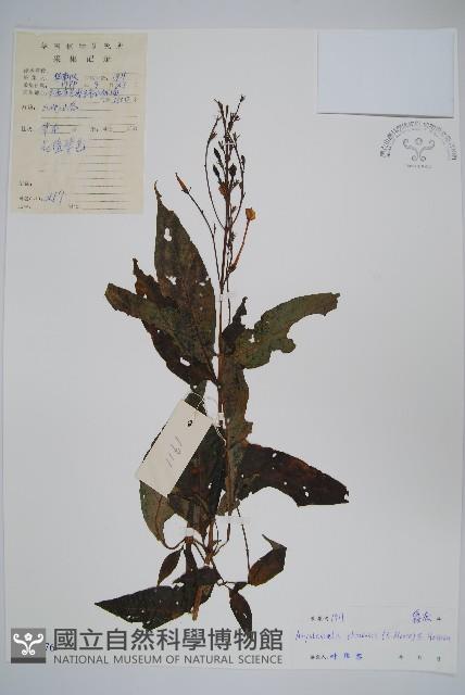 擬馬偕花、白接骨藏品圖，第1張