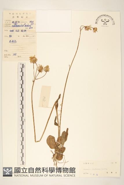 狗舌草藏品圖，第1張