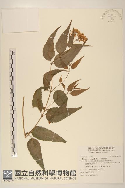 腺葉澤蘭藏品圖，第1張