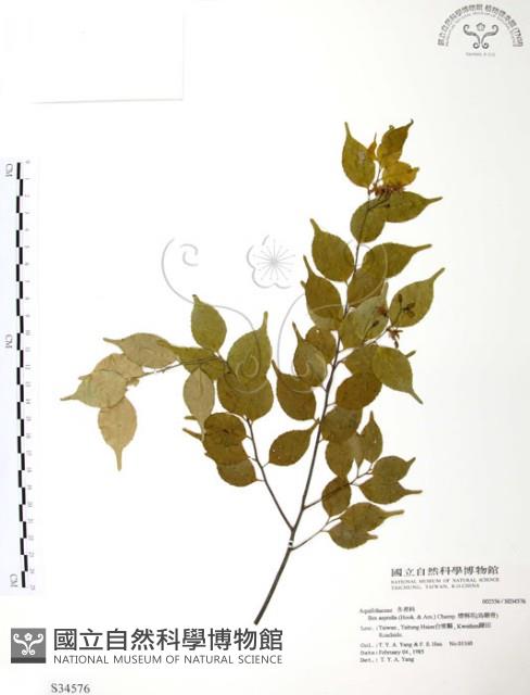 燈稱花、烏雞骨藏品圖，第1張