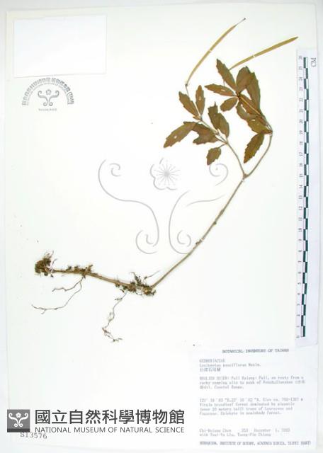 石吊蘭、吊石苣苔藏品圖，第1張