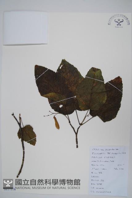 青榨槭藏品圖，第1張